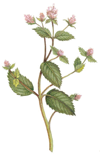 Menta (Mentha piperita)