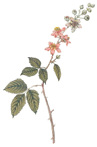 Rovo (Rubus fruticosus)